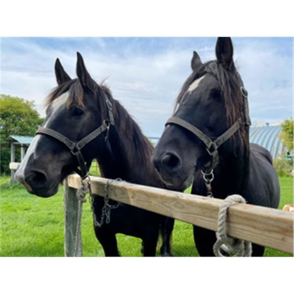 Percheron Team