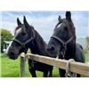 Image 1 : Percheron Team