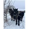 Image 2 : Percheron Team