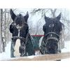 Image 3 : Percheron Team
