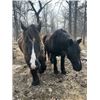 Image 4 : Percheron Team