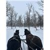 Image 5 : Percheron Team