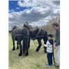 Image 6 : Percheron Team