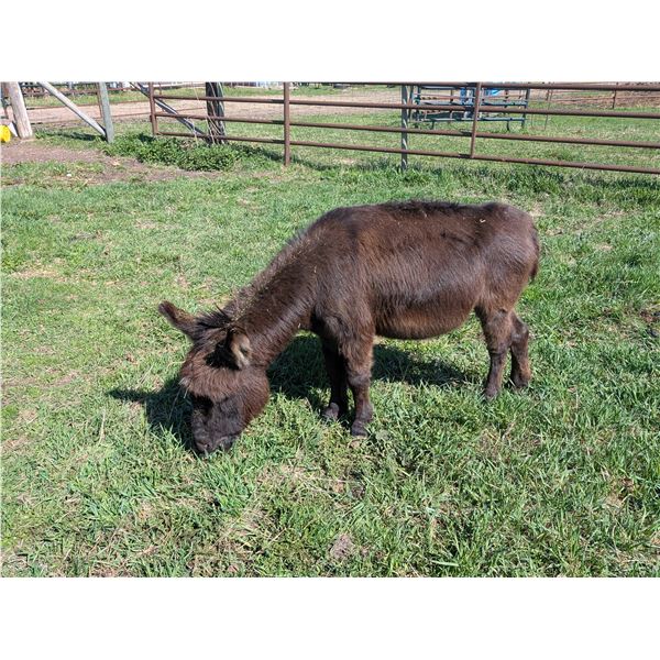 “Boomer” Miniature Donkey Jack