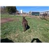 Image 2 : “Boomer” Miniature Donkey Jack