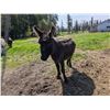 Image 3 : “Boomer” Miniature Donkey Jack
