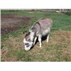 Image 1 : “Nelson” Miniature Donkey Jack