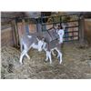 Image 2 : “Nelson” Miniature Donkey Jack