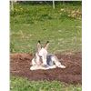 Image 3 : “Nelson” Miniature Donkey Jack