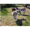 Image 4 : “Nelson” Miniature Donkey Jack