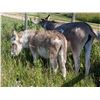 Image 5 : “Nelson” Miniature Donkey Jack