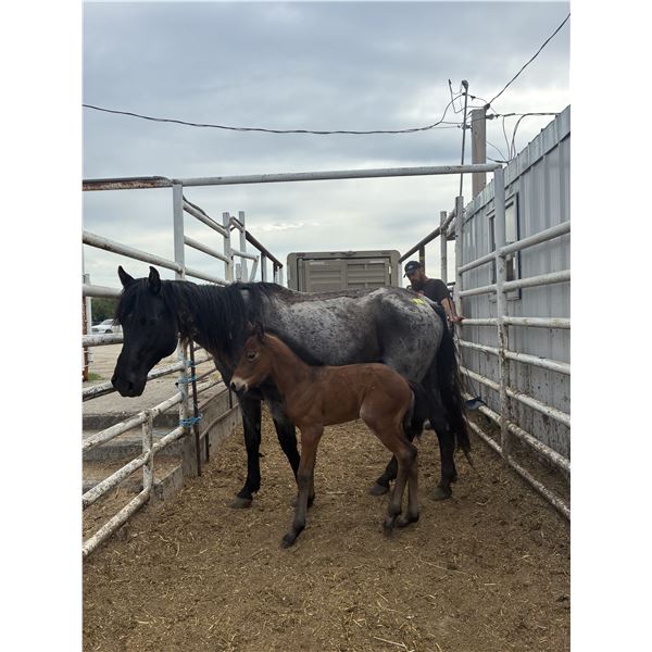 Mare and foal
