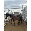 Image 1 : Mare and foal