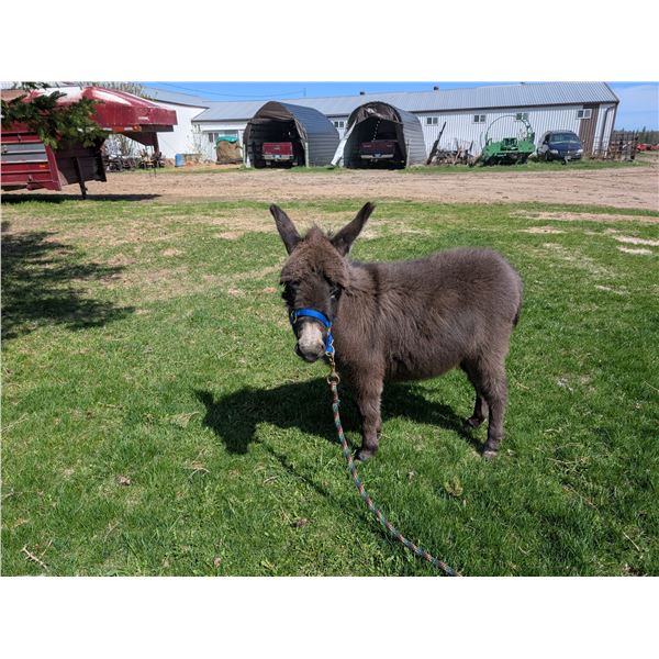 “Ziggy” Miniature Donkey Jenette