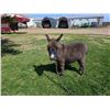 Image 1 : “Ziggy” Miniature Donkey Jenette
