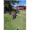 Image 2 : “Ziggy” Miniature Donkey Jenette
