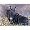 Image 3 : “Ziggy” Miniature Donkey Jenette