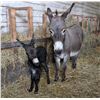 Image 4 : “Ziggy” Miniature Donkey Jenette