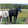 Image 1 : “Duke” 3 year old