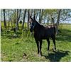 Image 2 : “Duke” 3 year old