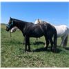 Image 3 : “Duke” 3 year old