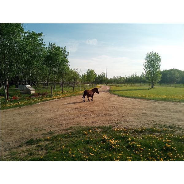 “Midnight” 2 year old mule