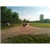 Image 1 : “Midnight” 2 year old mule
