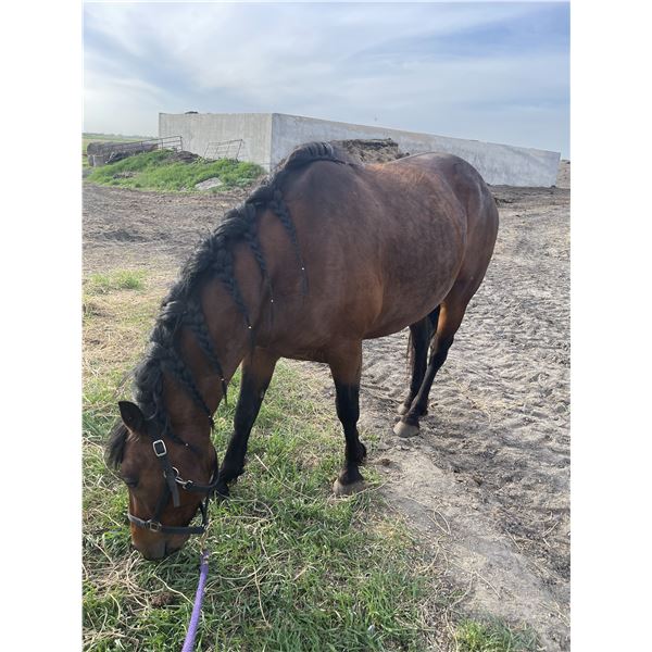 12 year old gelding