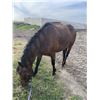 Image 1 : 12 year old gelding