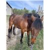 Image 2 : 12 year old gelding