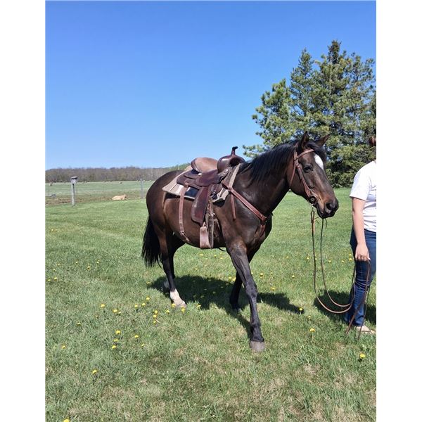 “Moondance” 14 year old thoroughbred
