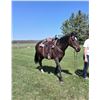 Image 1 : “Moondance” 14 year old thoroughbred