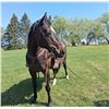 Image 2 : “Moondance” 14 year old thoroughbred