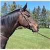 Image 3 : “Moondance” 14 year old thoroughbred