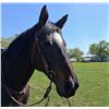 Image 4 : “Moondance” 14 year old thoroughbred