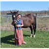 Image 5 : “Moondance” 14 year old thoroughbred