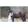Image 6 : “Moondance” 14 year old thoroughbred
