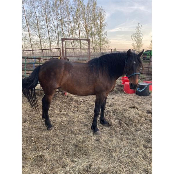 “Justin” 10 year old gelding