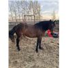 Image 1 : “Justin” 10 year old gelding