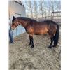 Image 2 : “Justin” 10 year old gelding