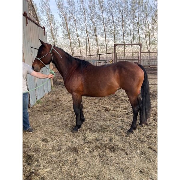 “Kiwi” 10 year old mare