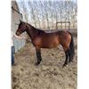 Image 1 : “Kiwi” 10 year old mare