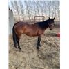 Image 2 : “Kiwi” 10 year old mare
