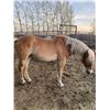 Image 1 : “Blondie” 3 year old gelding