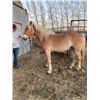 Image 2 : “Blondie” 3 year old gelding