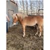 Image 3 : “Blondie” 3 year old gelding