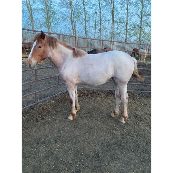 Red roan yearling filly
