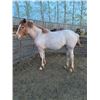 Image 1 : Red roan yearling filly