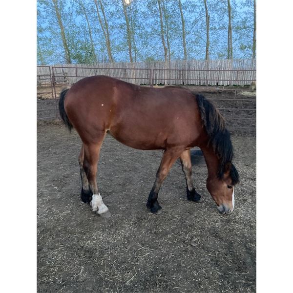 Bay filly yearling