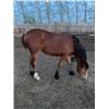 Image 1 : Bay filly yearling